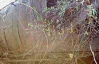 sm1134_1.jpg (26486 bytes)
